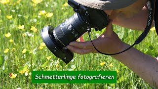 Schmetterlinge fotografieren - Tipps zur Makrofotografie