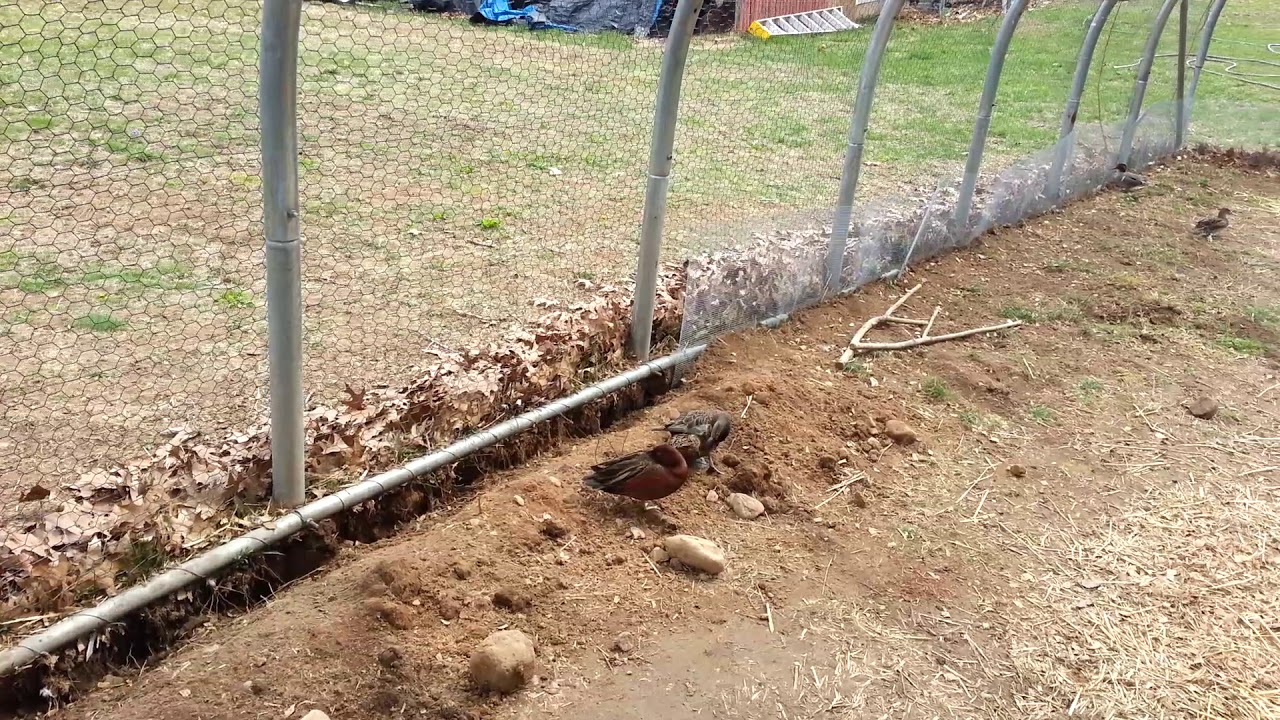 Egg 2 for the Cinnamon teal. YouTube