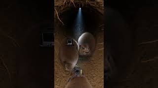 POV: Chuột Lang Lớn Bị Săn Đuổi 😱 | Góc Nhìn Sinh Tồn Căng Thẳng