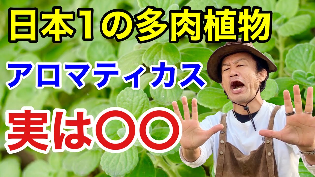 【ゴキブリ避け？？】アロマティカスそこで育てると枯れます。　　　　　　【カーメン君】【多肉植物】【ガーデニング】【初心者】