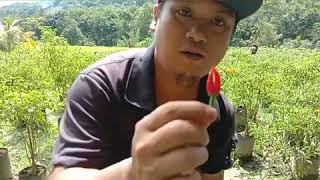 Tutorial memetik cili bara/minyak(02.08.2020)#part1