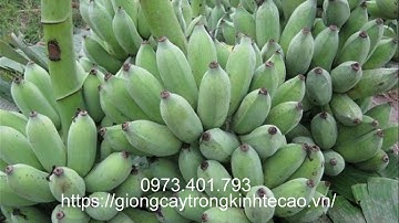 Cây giống chuối tây thái