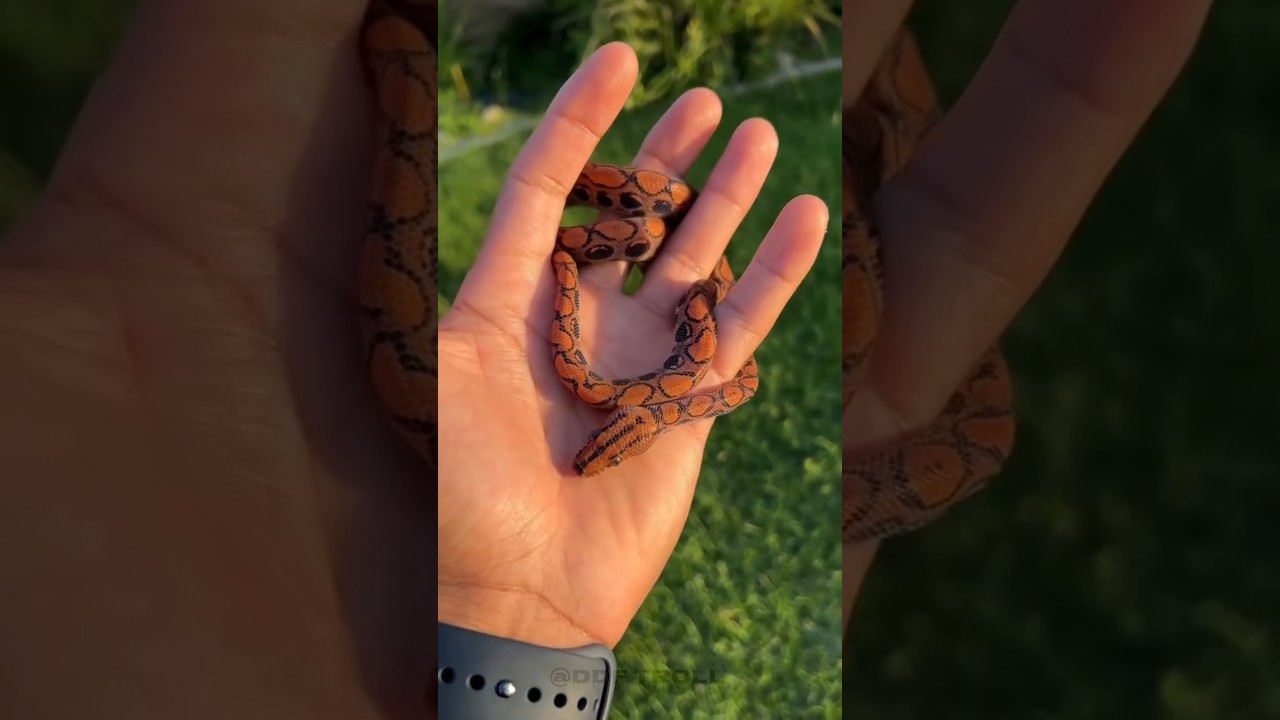 Beautiful Wild Animal Growth transformation! 💀