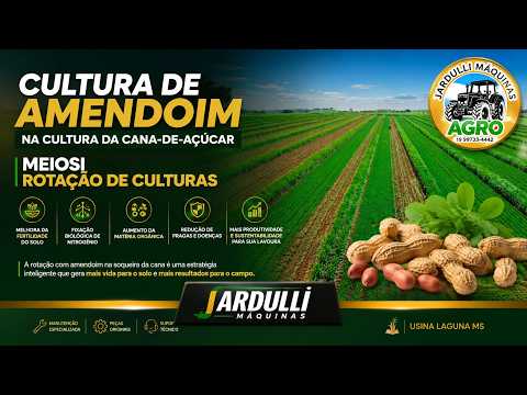 CULTURA DO AMENDOIM