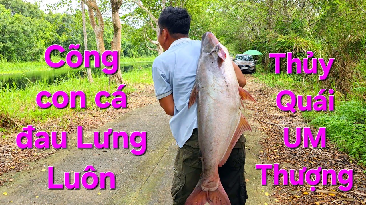 Chiến đấu với cá khủng rừng U MINH. Kiệt sức với con quái vật này | Săn bắt SÓC TRĂNG |