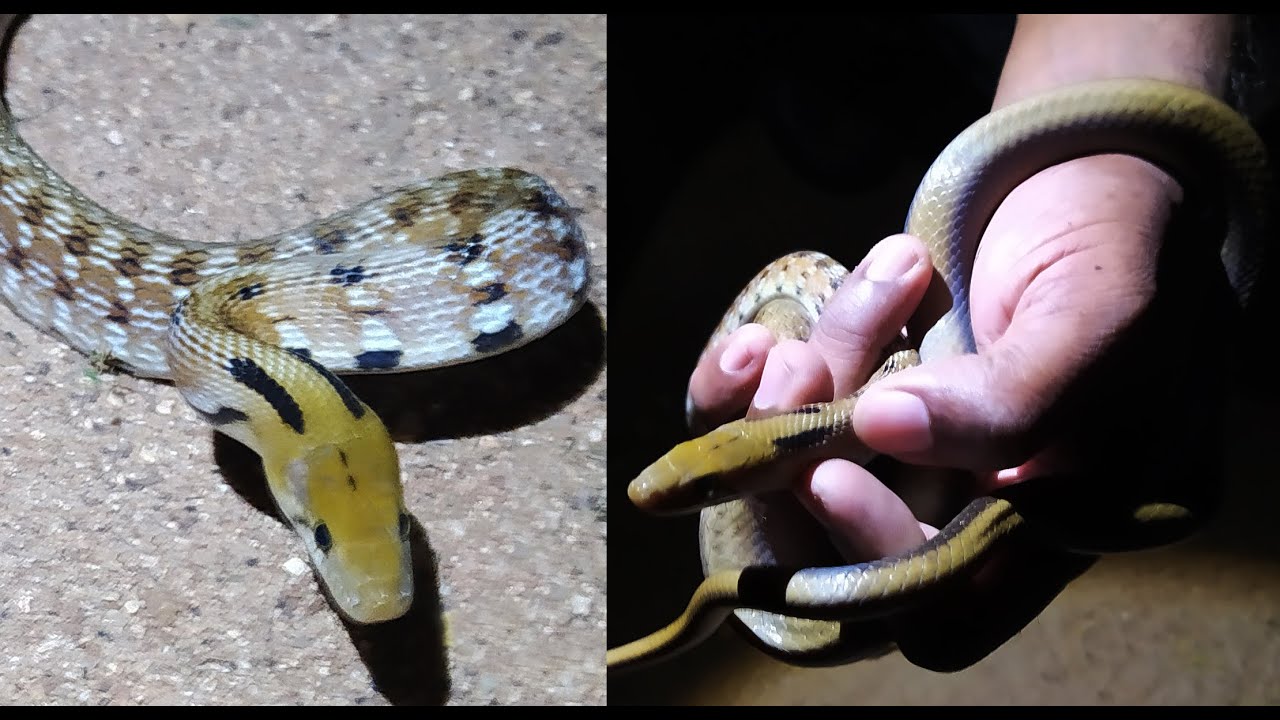 Trinket snake (KATAKALUWA) - Snakes Guardian #SnakesGuardian #Snakes ...