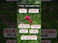 Итальянские слова - учим итальянский язык