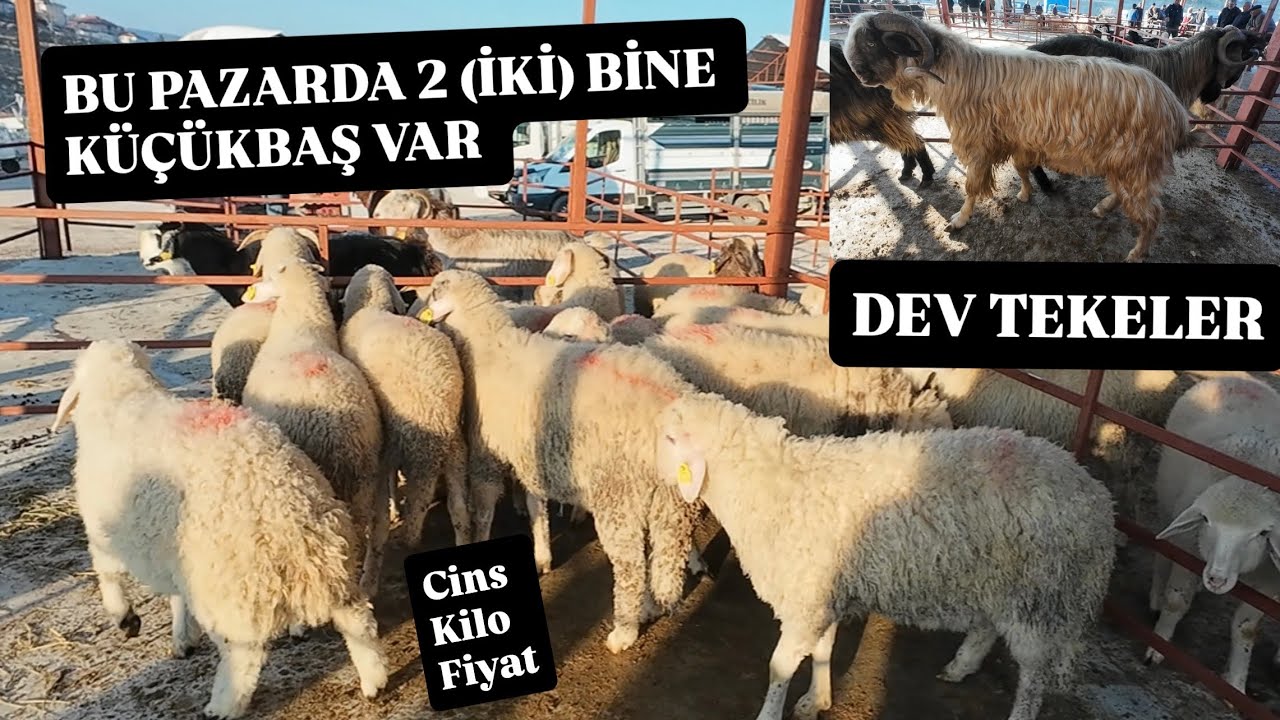 CANLI HAYVAN PAZARI KÜÇÜKBAŞ FİYATLARI 2 BİN TL'YE KÜÇÜKBAŞ #hayvanpazari #koyun #küçükbaş #keçi