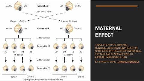 Maternal Effect || Maternal effect vs Cytoplasmic Inheritance || GATE, IITJAM, CSIR NET || GBSV