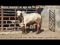 Best Bhavanagar breeding gir of Bhagirath at Surat | 9081271242 | Gujarat Gir cows