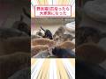 野良猫1匹拾ったら大家族になった #2ch動物スレ #猫動画 #猫のいる暮らし