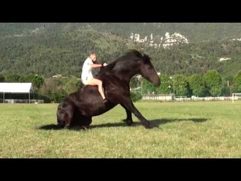 Galop en liberté - Frison