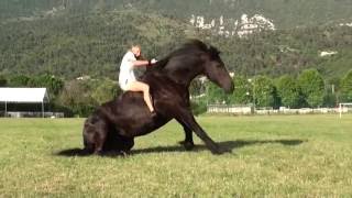 Galop en liberté - Frison