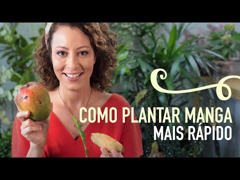 Vídeo: Propagação de Sementes de Mangue - Dicas sobre o cultivo de manguezais a partir de sementes