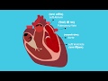 Human circulatory animation  eckovation  class 10