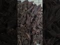 #agar #oudh #ator #house #agarwood #oil #perfume #nature #beautiful  #super #shorts #shortvideo