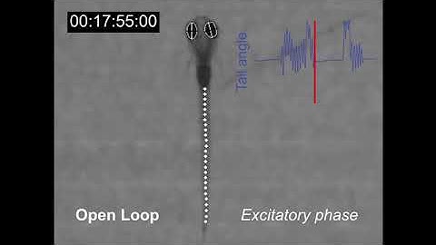 Larval zebrafish swim behavior in a closed and open loop