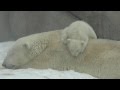 Белые медвежата в Московском зоопарке 04.03.12