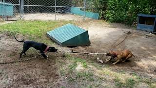 Thompson Kennels P.b.c Kitchen Closed