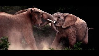 Elephants Fighting! Elephant Battles!