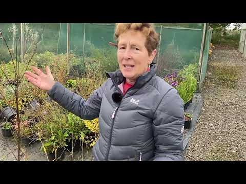 วีดีโอ: Growing Adenophora Ladybells: ข้อมูลเกี่ยวกับพืช Campanula ปลอมในสวน