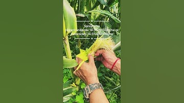 🌽CORN DAMAGE 🌽😨NO MORE  #shorts #nature#trending shorts #youtubeshorts #youtube