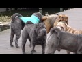 our sharpei pack  playing