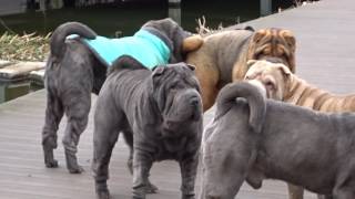 our sharpei pack  playing