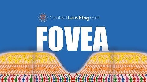 The Fovea | What is the Fovea and What Does it do?