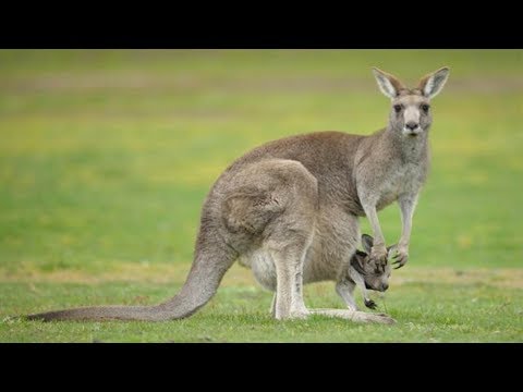 Maravillosa madre canguro dando a luz en la naturaleza y los primeros meses de un bebé canguro