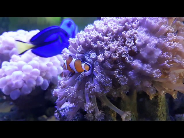 Nemo - Tuman