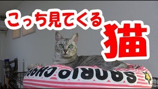 料理中に何回もこっちを見てくる猫マロちゃん