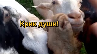 видео: Ураган. Призыв о помощи. Как козы переносят непогоду? Нужен утеплённый сарай? И что делать в жару. картинка: Ураган. Призыв о помощи. Как козы переносят непогоду? Нужен утеплённый сарай? И что делать в жару.