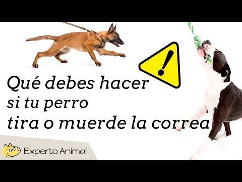 Video: Cómo prevenir las mordeduras de perro desde ambos extremos de la correa