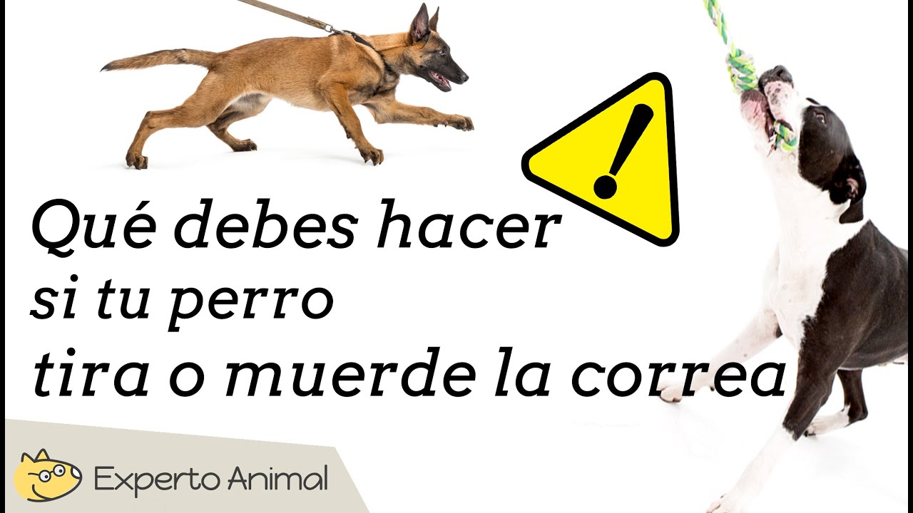 Si te muerde un perro que hay que hacer