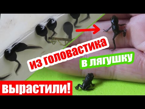 Как вырастить из головастика лягушку | как головастики превращаются в лягушку | метаморфоза лягушки