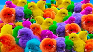 Tangkap Ayam Lucu, Ayam Warna Warni, Ayam Rainbow, Bebek Angsa, Ikan Hias, Hamster, Kelinci Kura