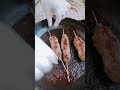 جربت شوي الكفته بالميه Have You Tried Grilling The Kofta With Water 