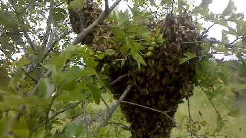 A honey bee colony swarms out of a Warre hive in Portland, OR Part 2