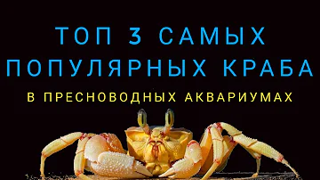 Топ 3 самых популярных краба.