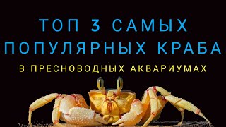 Топ 3 самых популярных краба.