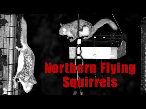 Adorable Flying Squirrels Munchin' on the Bird Feeder on a Warm Summer Night