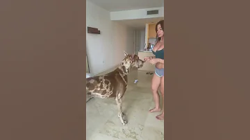 بنت اجنبيه وكلبها الطويل طلع اطول منها Shorts 