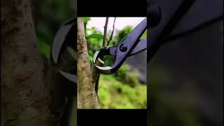 Bonsai Branch Concave Knob Cutters