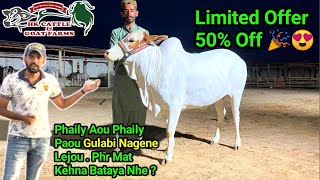 LIMITED OFFER 50% Off 🔥 Gulabi Bicholi Bachiya 😳 Phr Mat Kehna ?| HK Cattle Farm | Cow Mandi 2023
