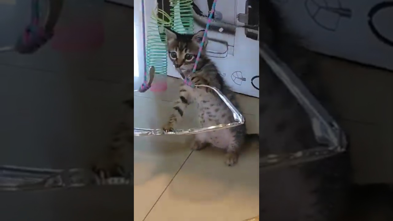 Kitten play in a DIY Fortress built just for her