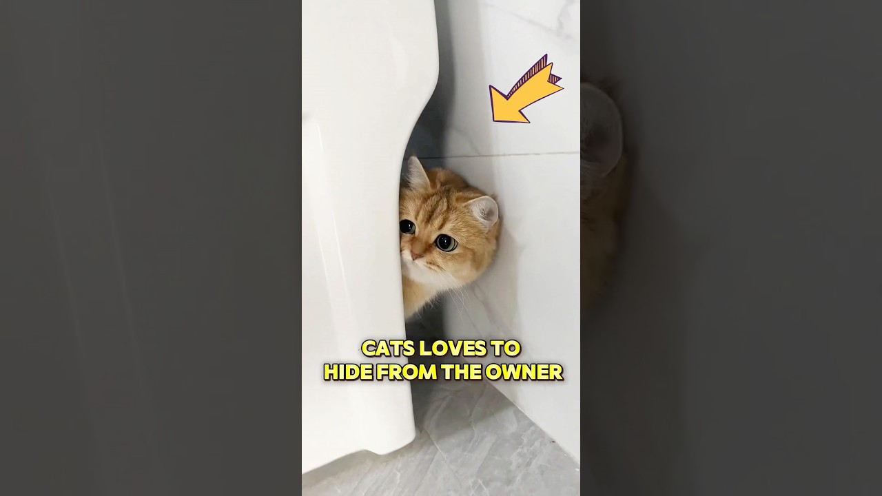 Эти кошки любят прятаться от хозяина.
