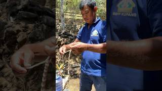 TUTORIAL IKAT USUS KAMBING