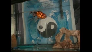 (2012) Goldfish