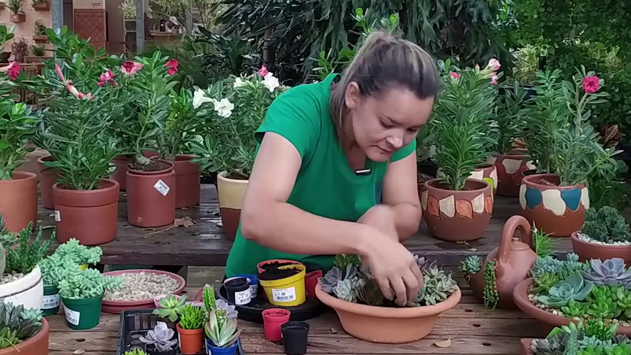 Como fazer um LINDO arranjo de SUCULENTAS em Vaso de Barro | Spagnhol Plantas